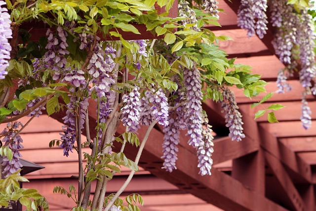 zahradní pergola